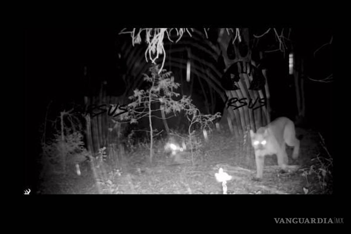 Saltillo: captan a puma en la Sierra de Zapalinamé (video)
