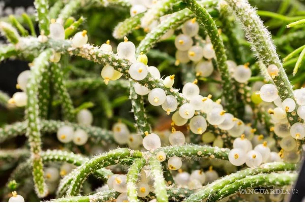 $!Entre cactus y suculentas, las plantas ideales para dar vida a tu hogar