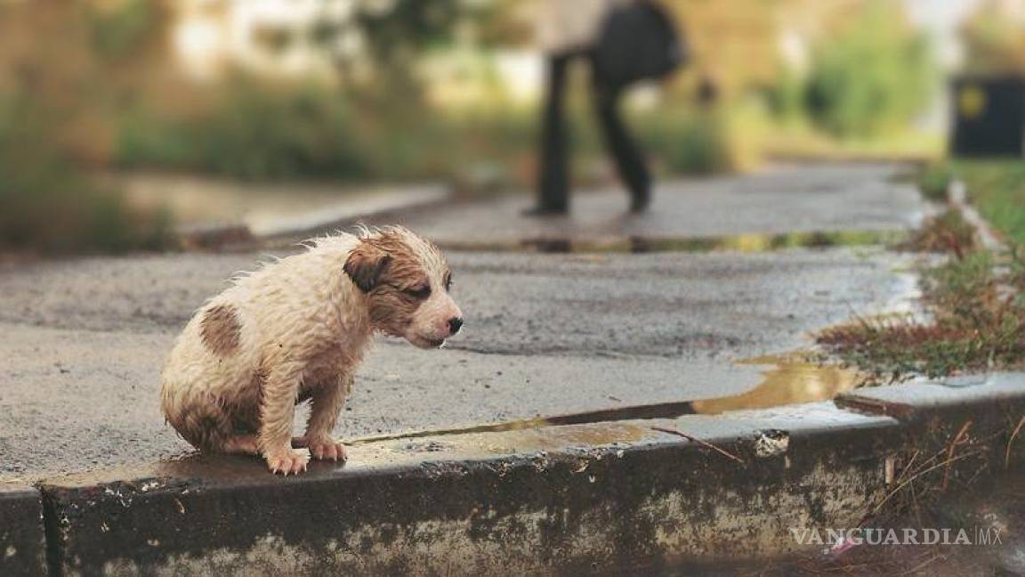 Fortalece Dirección de Ecología acciones contra el maltrato animal en Piedras Negras