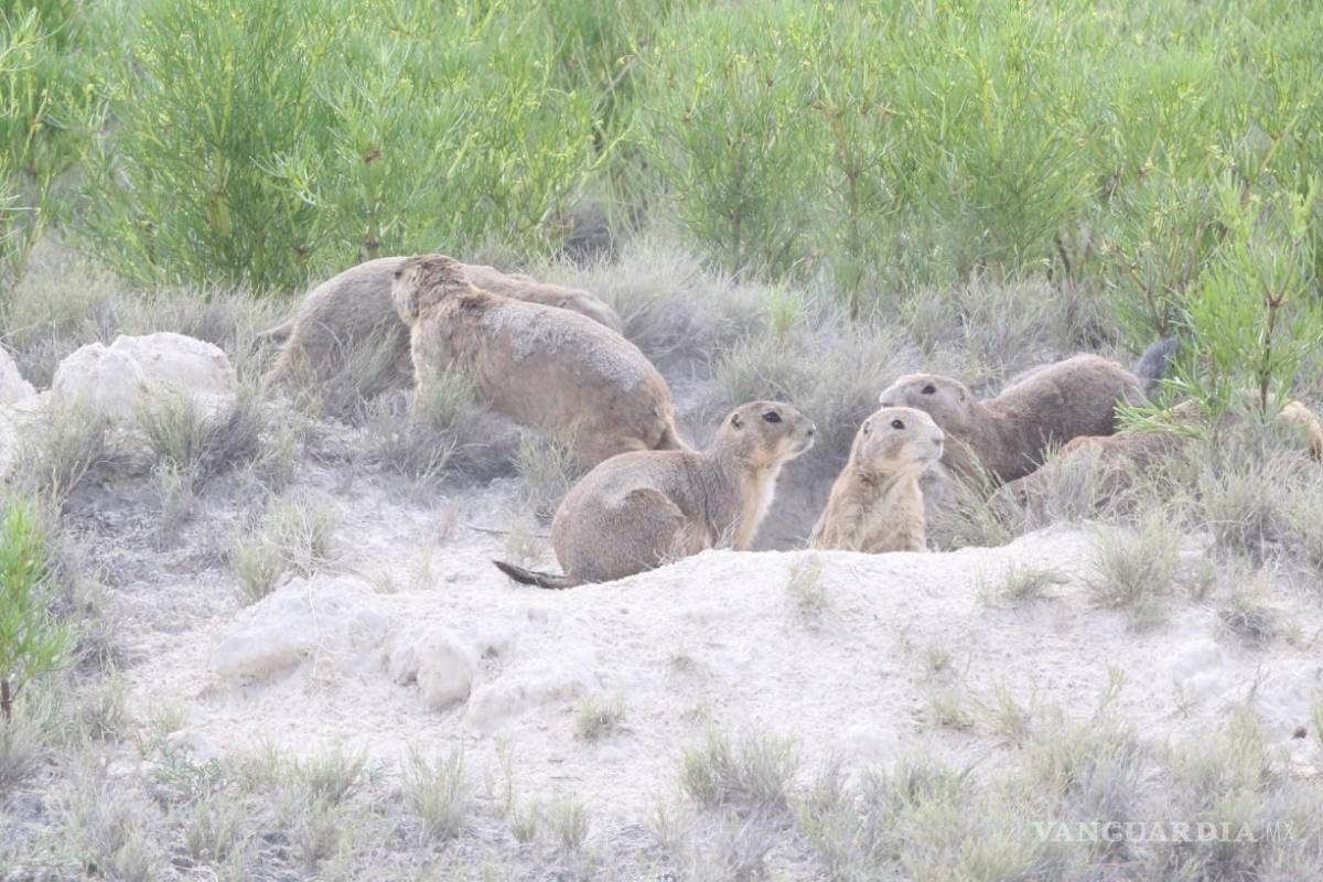 Detectan nuevas colonias de perritos de la pradera en Saltillo