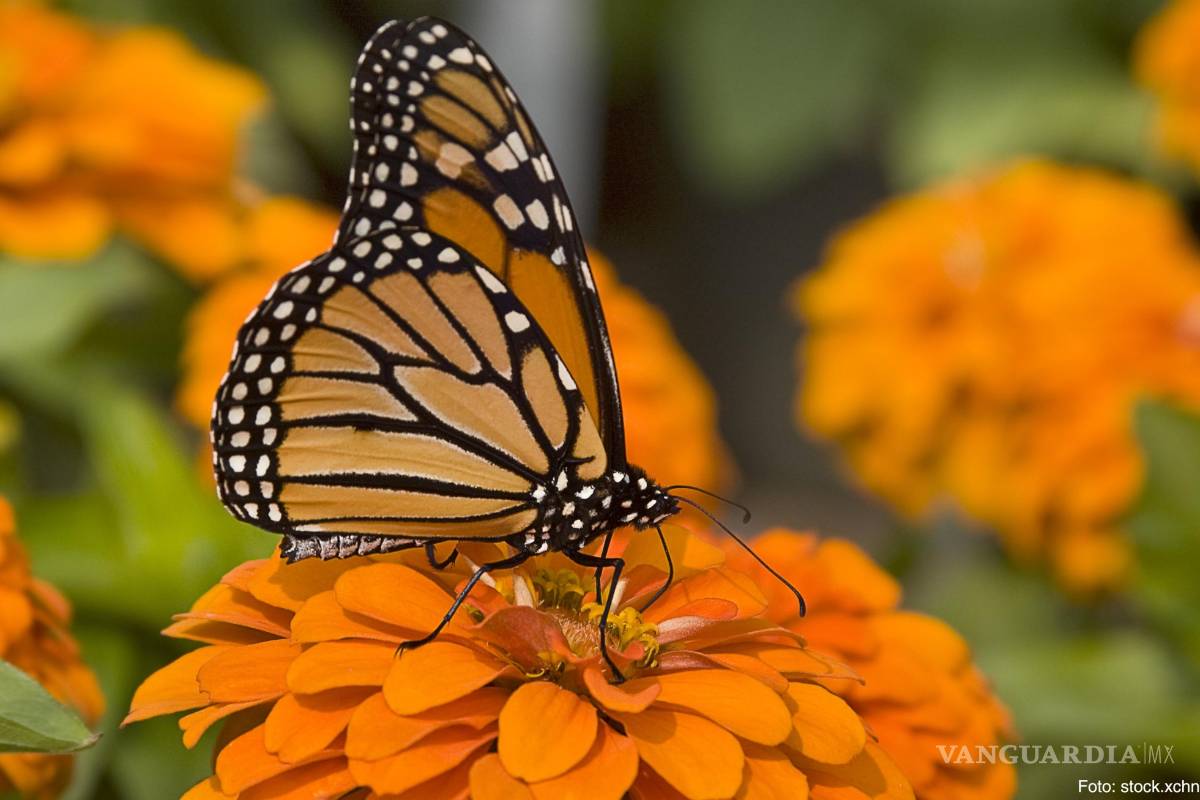 Las mariposas monarcas entran a la lista de especies vulnerables de Canadá