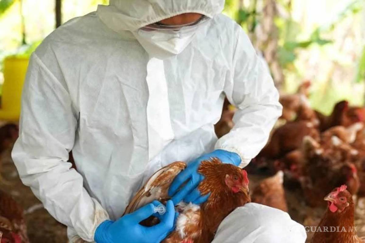 Sugiere experto de la UNAM estar alerta por influenza H5N1
