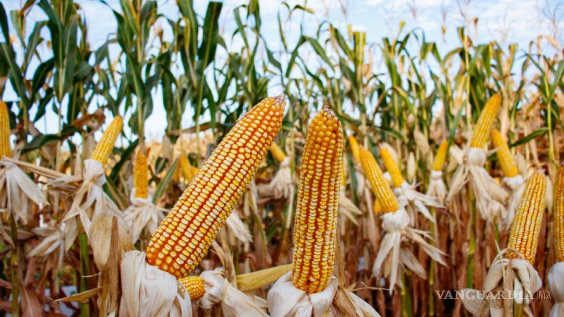 ‘No vamos a permitir el uso de maíz transgénico en México’... solicita AMLO panel para analizarlo