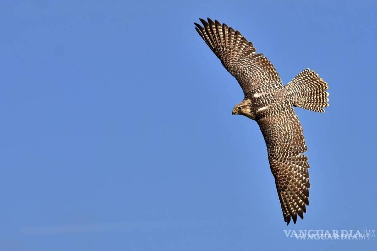 Rescatan halcón herido que cayó en el patio de un domicilio de Piedras Negras
