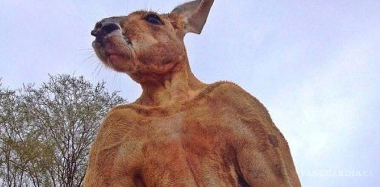 $!Murió 'Roger', el canguro más fuerte y famoso de Australia