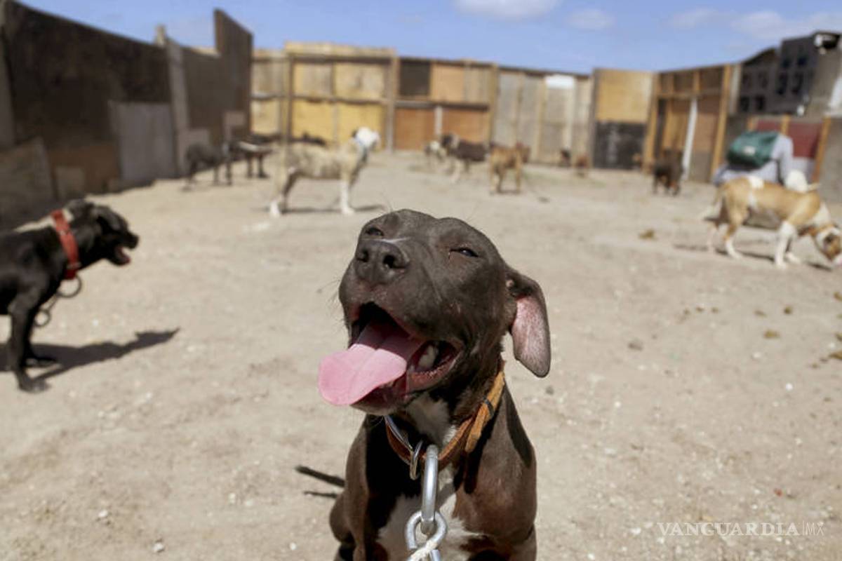 Busca Congreso de Coahuila otorgar licencia para tenencia de perros Pitbull