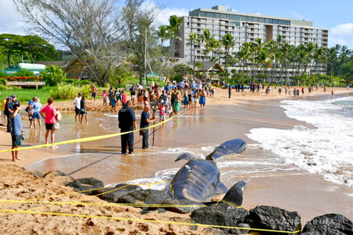 Hallan muerta a ballena rescatada el domingo tras encallar en playa de Brasil