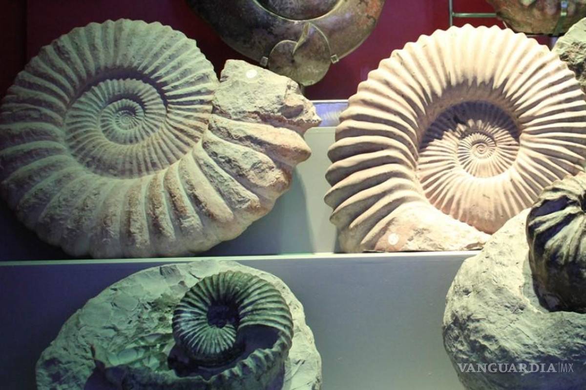 Valor científico de fósiles del Museo del Desierto de Saltillo supera su atractivo comercial