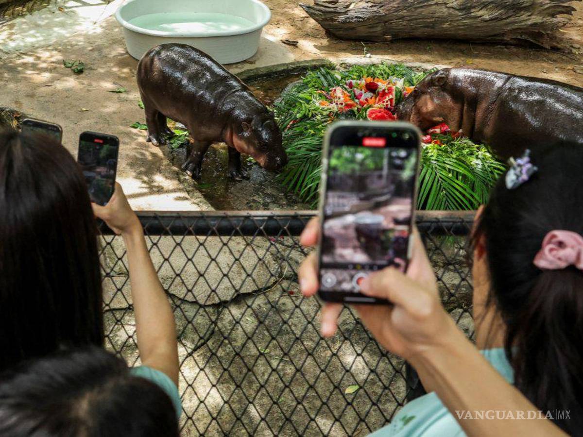 $!¡Feliz cumpleaños, Moo Deng! La hipopótama más famosa y tierna del mundo cumple un año de vida