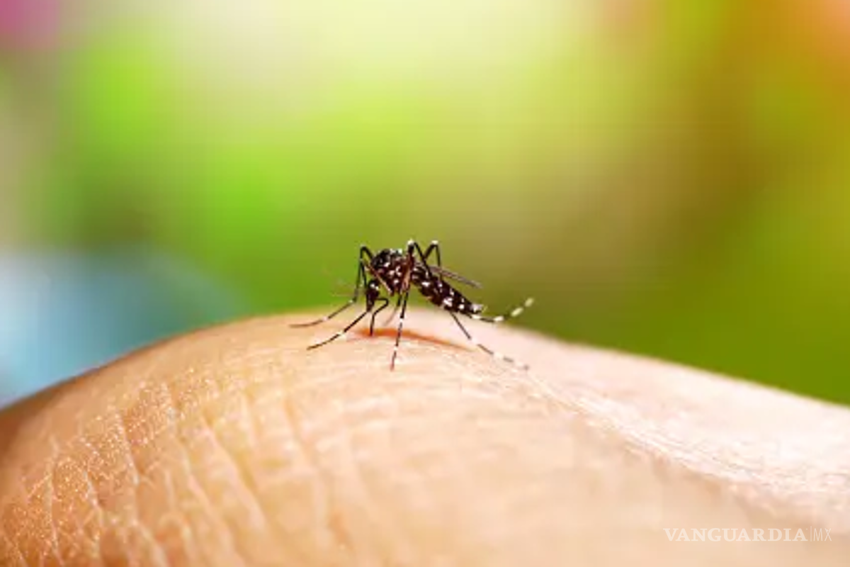 Urgen medidas para frenar dengue en Morelos: ¿cuáles son los síntomas y cómo detectarlo?