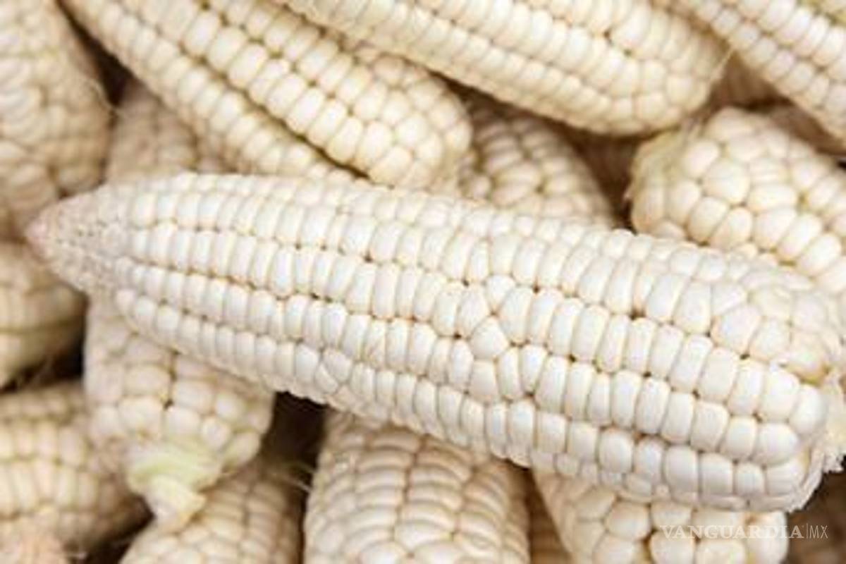 Cayó la producción de maíz blanco en México, importaciones subieron