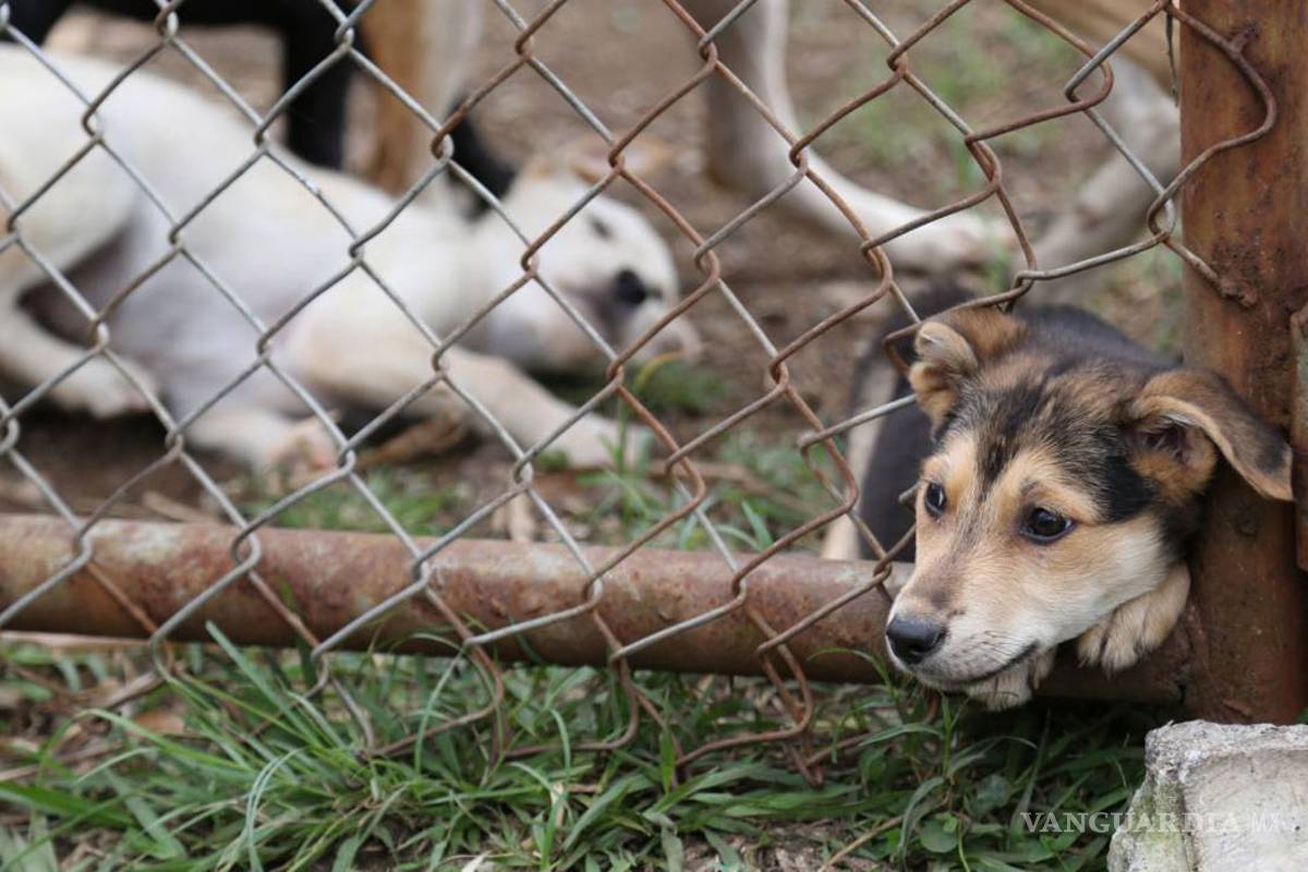 Cárcel a quien maltrate animales en Nuevo León