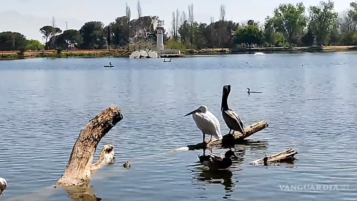 Saltillo: por sequía en NL, pelícanos, gansos y patos silvestres viajan a lago de la Ciudad Deportiva