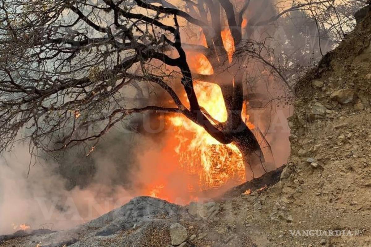 Pide diputada coahuilense Luz Elena restablecer Fonden ante incendios