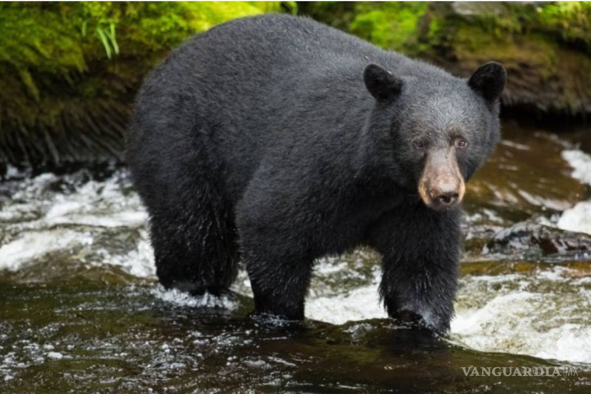 Irrumpe un oso en una casa y luego atraviesa la pared para escapar de la policía