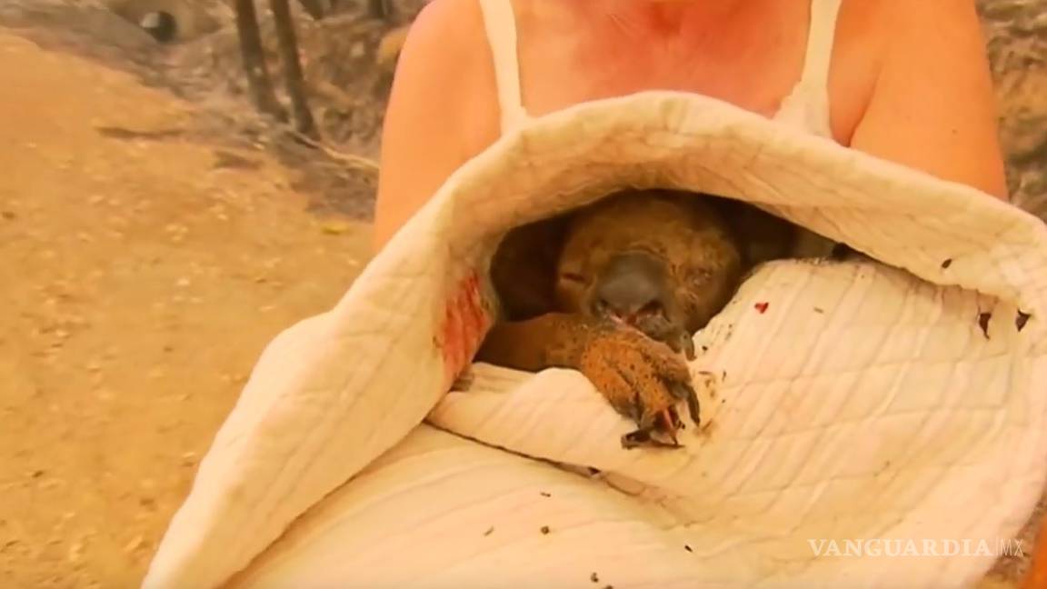 Conmueve rescate de koala en incendio forestal de Australia (video)