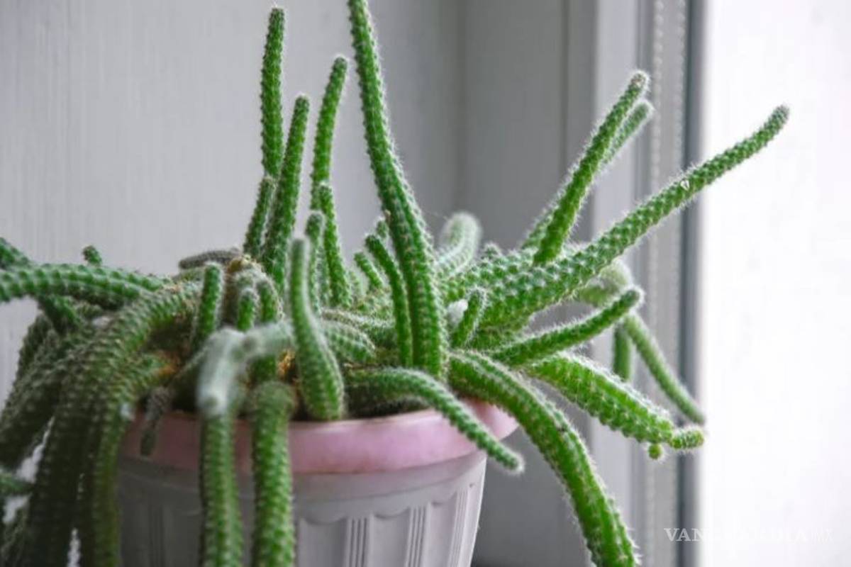 $!Entre cactus y suculentas, las plantas ideales para dar vida a tu hogar