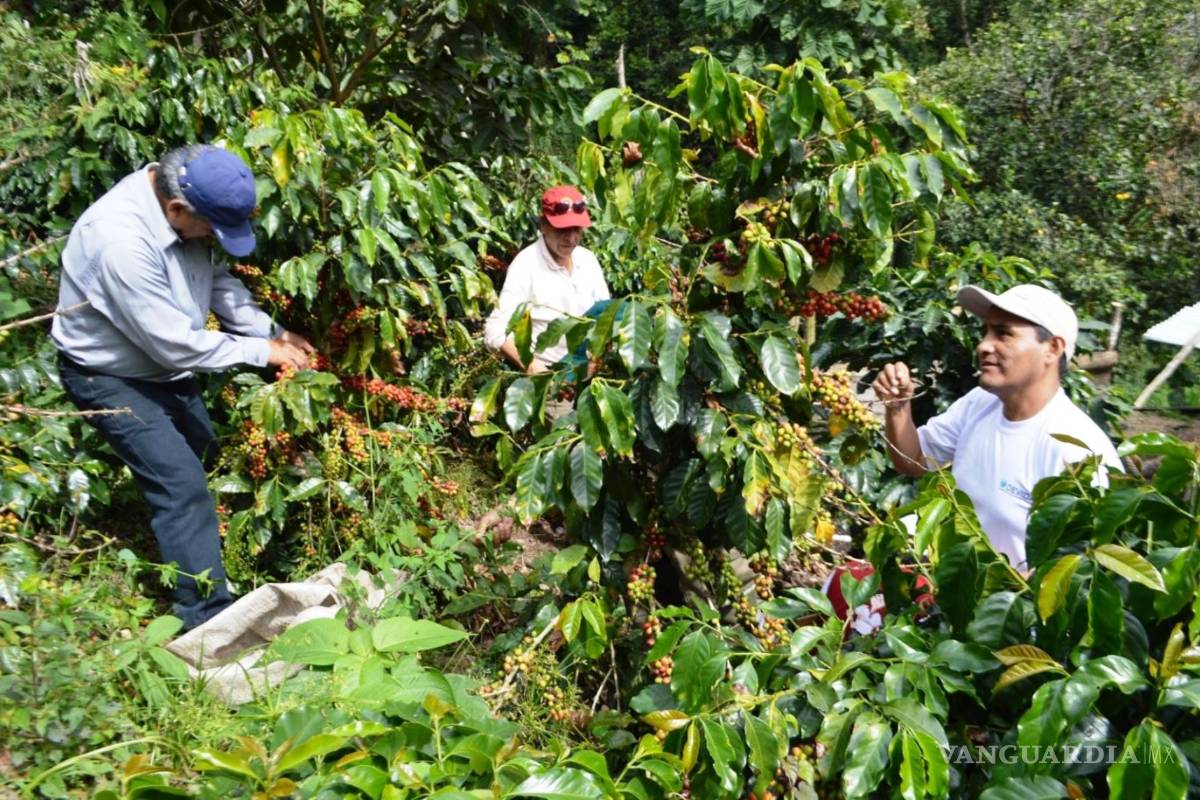 $!Impactará caída de precios de café en América Latina; podría aumentar migración