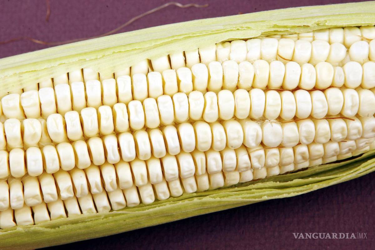 Prepara Morena una nueva disputa por maíz transgénico