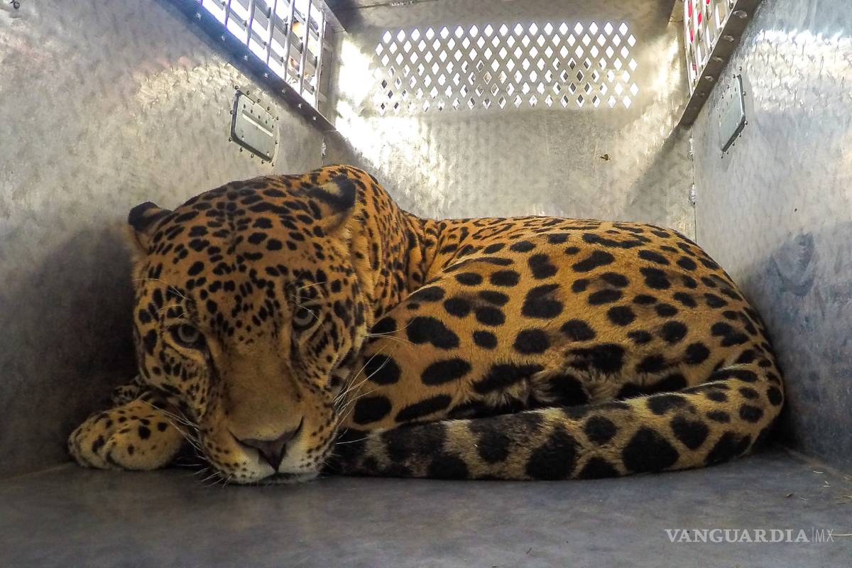 Asociaciones civiles piden incluir a animales en la Constitución de la CDMX