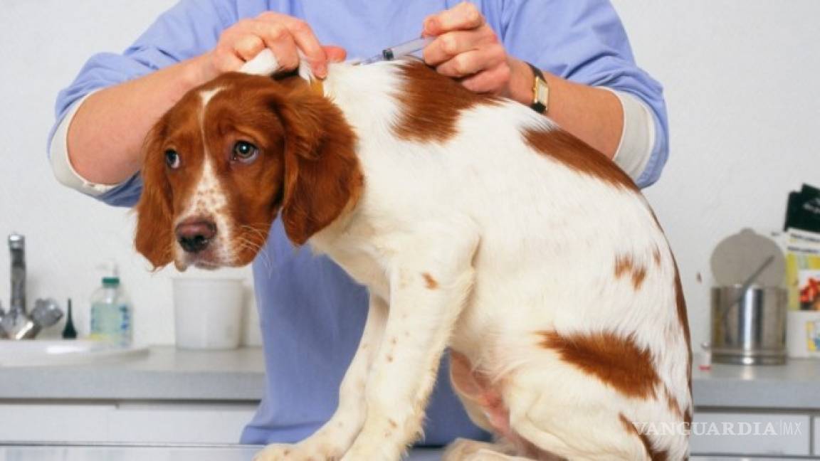 Veterinarios y médicos se unen para encontrar cura al cáncer humano y canino