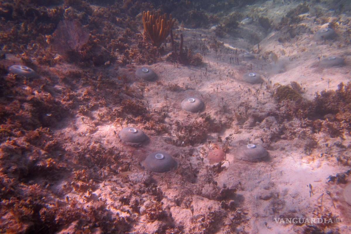 Rescate de los arrecifes del Caribe mexicano es un gran desafío