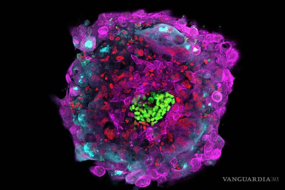Desarrollan embriones humanos en laboratorio