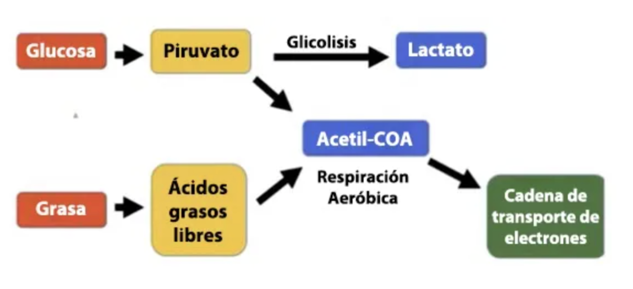 $!¿Grasas o azúcares? Para bajar de peso y mejorar tu salud