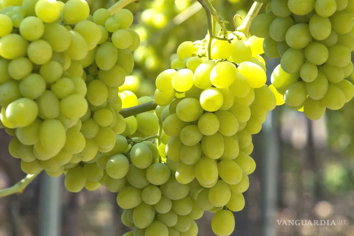 Viñedo austriaco de 500 años rinde primer lote de vino