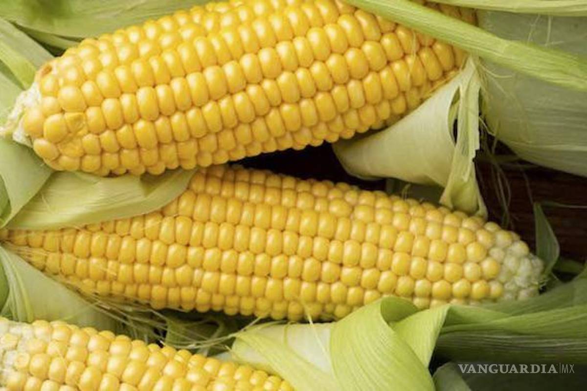 Próximo sexenio heredará el pleito por maíz y muy probablemente se pierda, aseguran