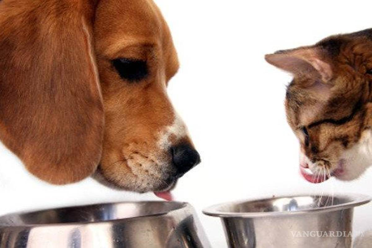 SHCP propone quitar el IVA a alimentos para mascotas