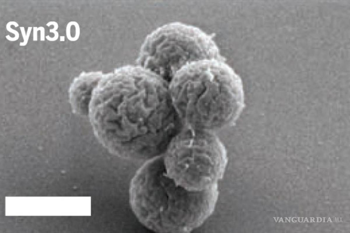 Creada vida artificial más sencilla que la vida misma