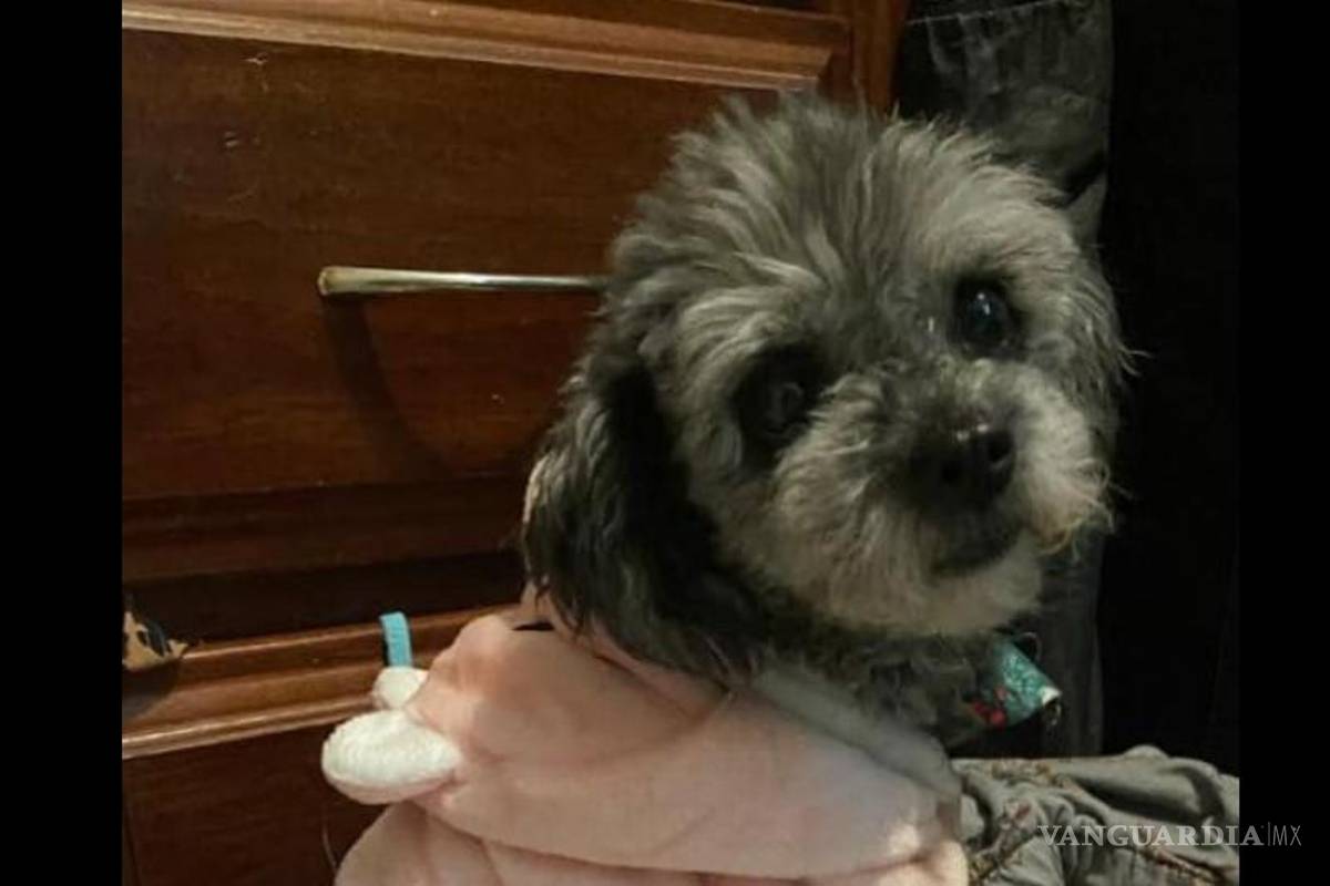 Buscan a Mercy, perrita extraviada en Saltillo; ofrecen recompensa