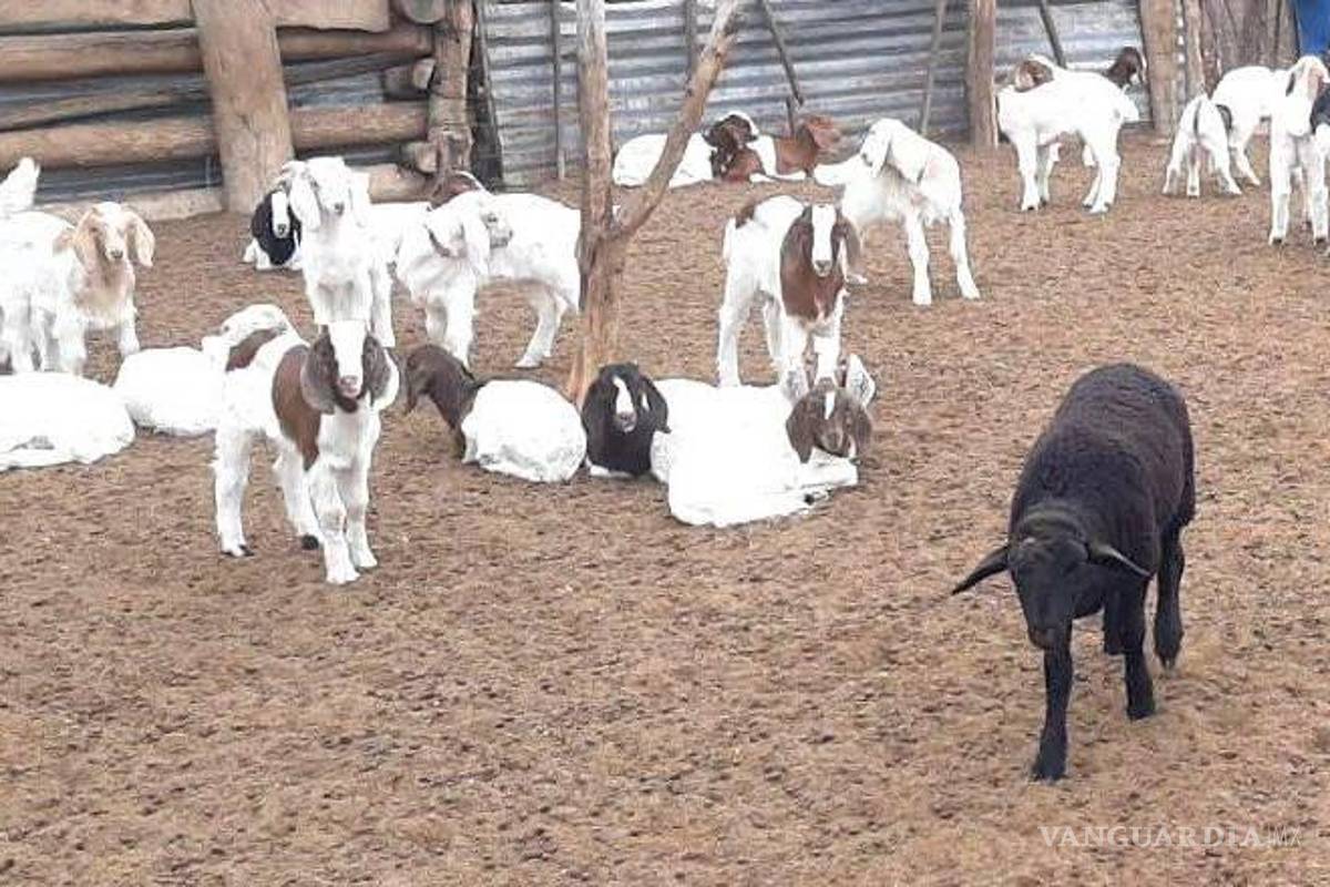 Ejido de Zaragoza, Coahuila, el mayor proveedor de cabritos del Noreste de México