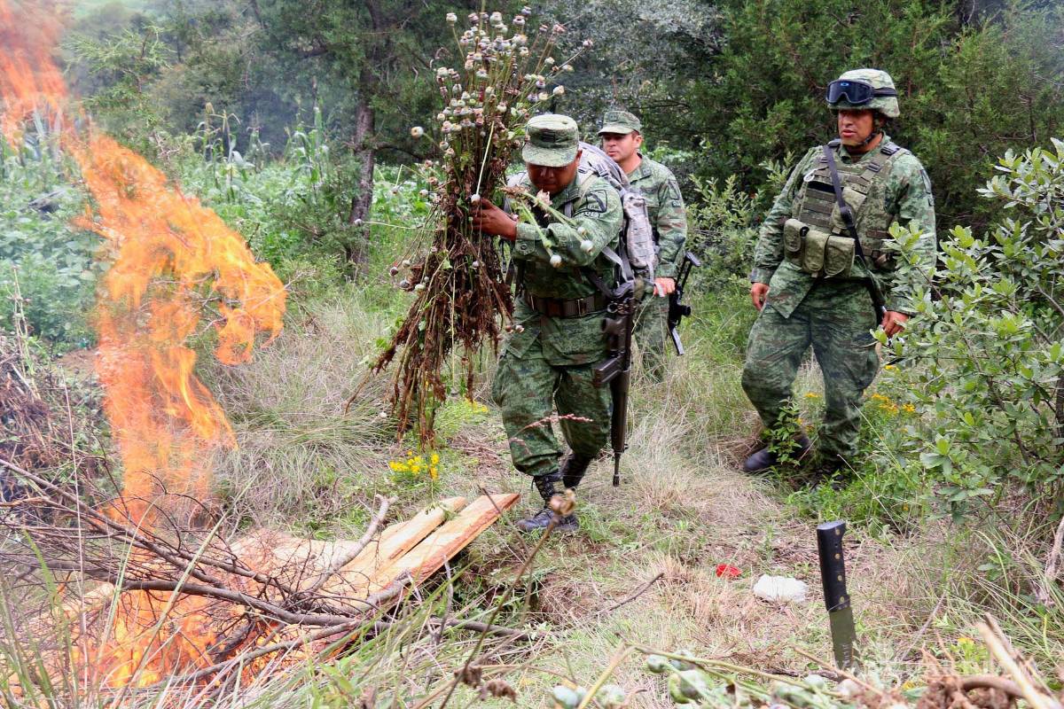 Sedena destruye 62% más amapola con rastreo satelital
