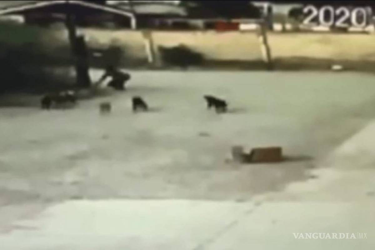 Jauría de perros mató a un hombre en Durango; serán sacrificados
