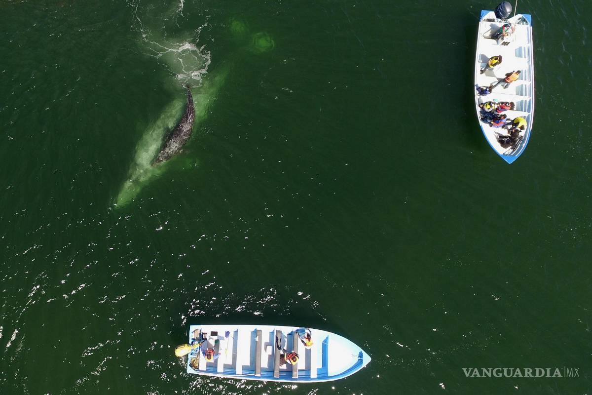 $!Fotografía tomada desde un drone donde se observa a turistas que visitan el santuario de Ballenas grises (Eschrichtius robustus). EFE/Mahatma Fong