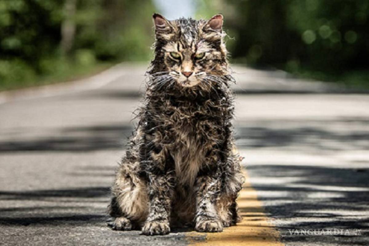 Fallece el gato protagonista de 'Cementerio Maldito'