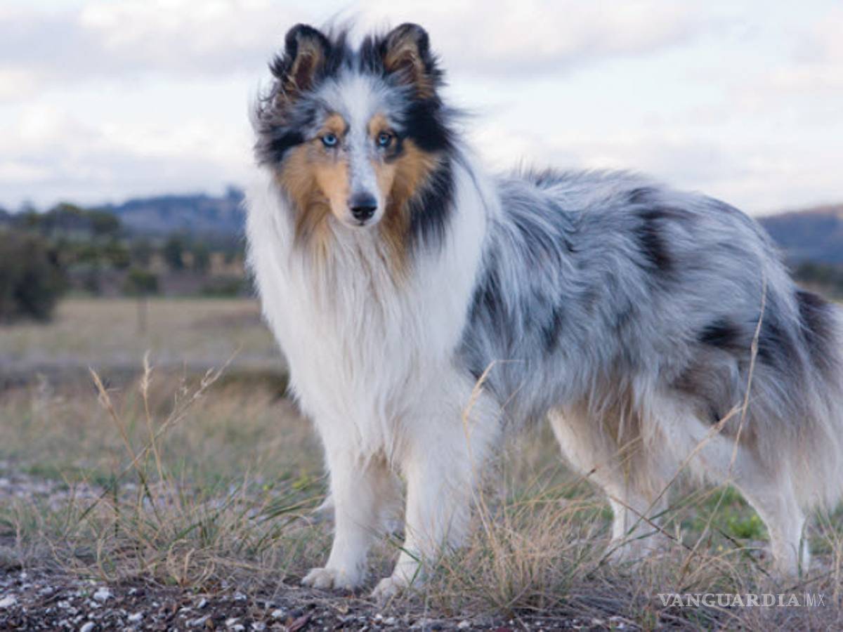 $!¿Cuáles son las 10 razas de perros más inteligentes?