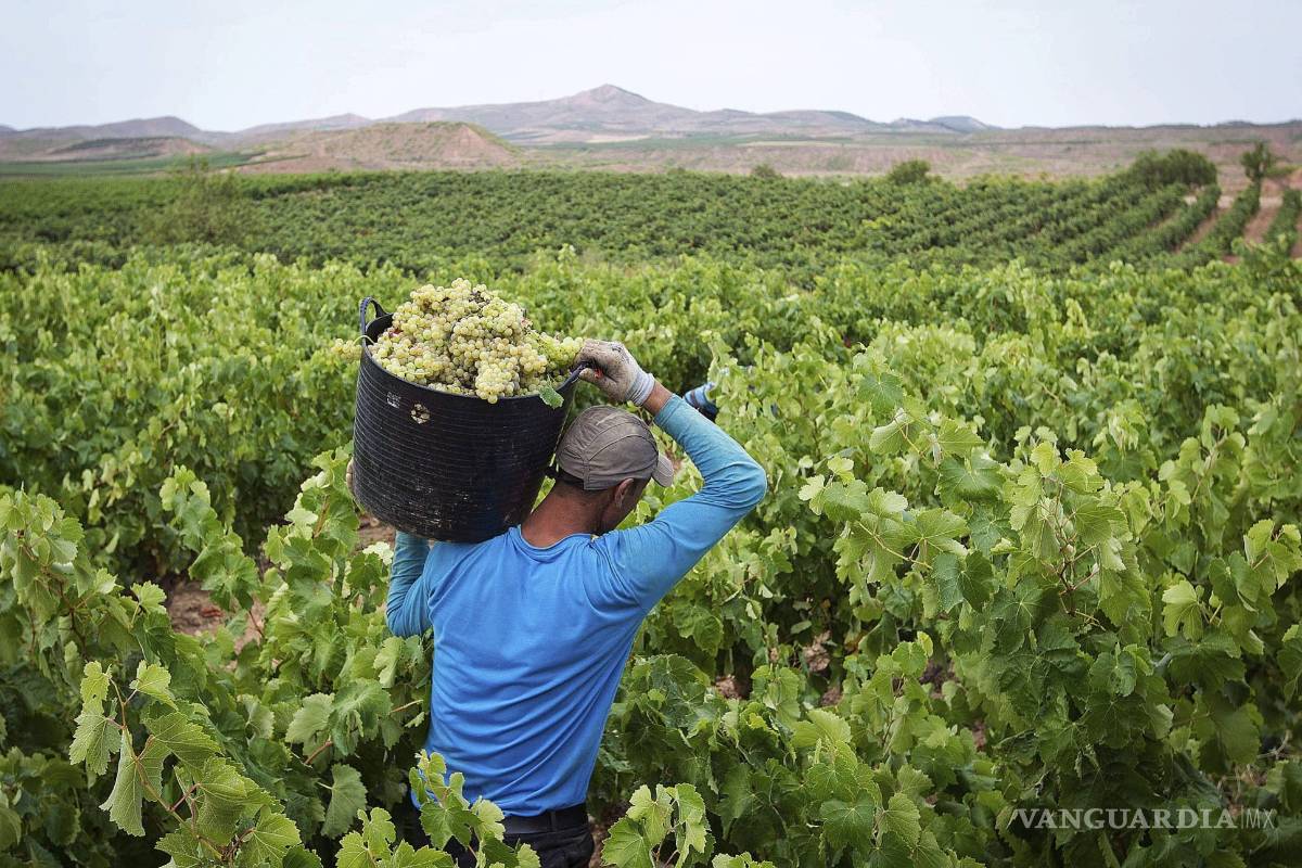 Rioja, calidad y filosofía en los vinos