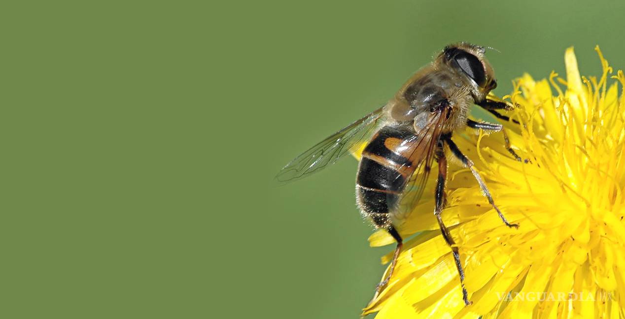 Insecticida, culpable de 'desaparecer' colmenas de abejas en La Laguna