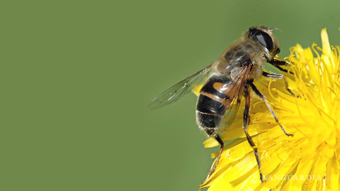 Insecticida, culpable de 'desaparecer' colmenas de abejas en La Laguna