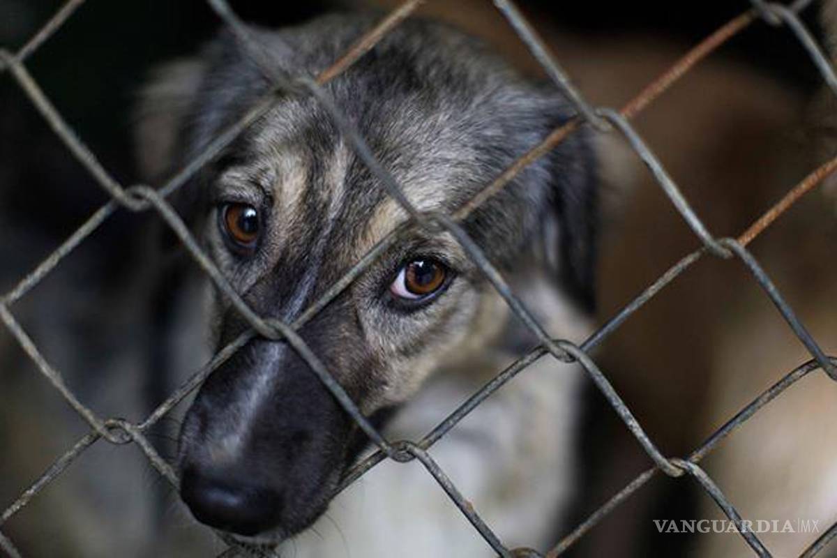 Condena sin precedentes en México: hombre en Coahuila podría ser encarcelado por maltrato animal