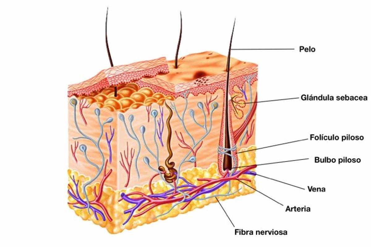 $!Calvicie: el terror en la 'azotea' que nadie quiere experimentar