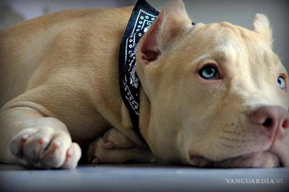 Hasta 5 años de cárcel a quien realice pelea de perros