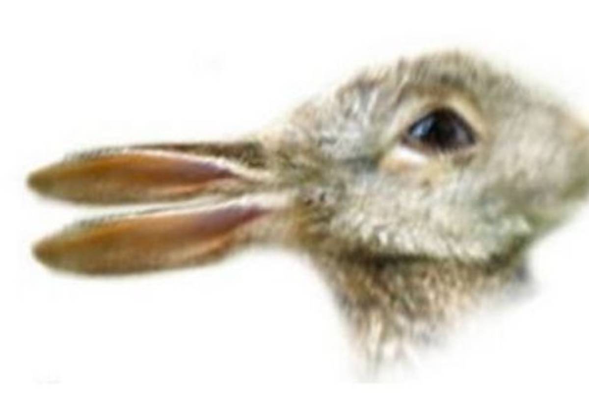 ¿Esto es un pato o un conejo?, ilusión óptica se vuelve viral