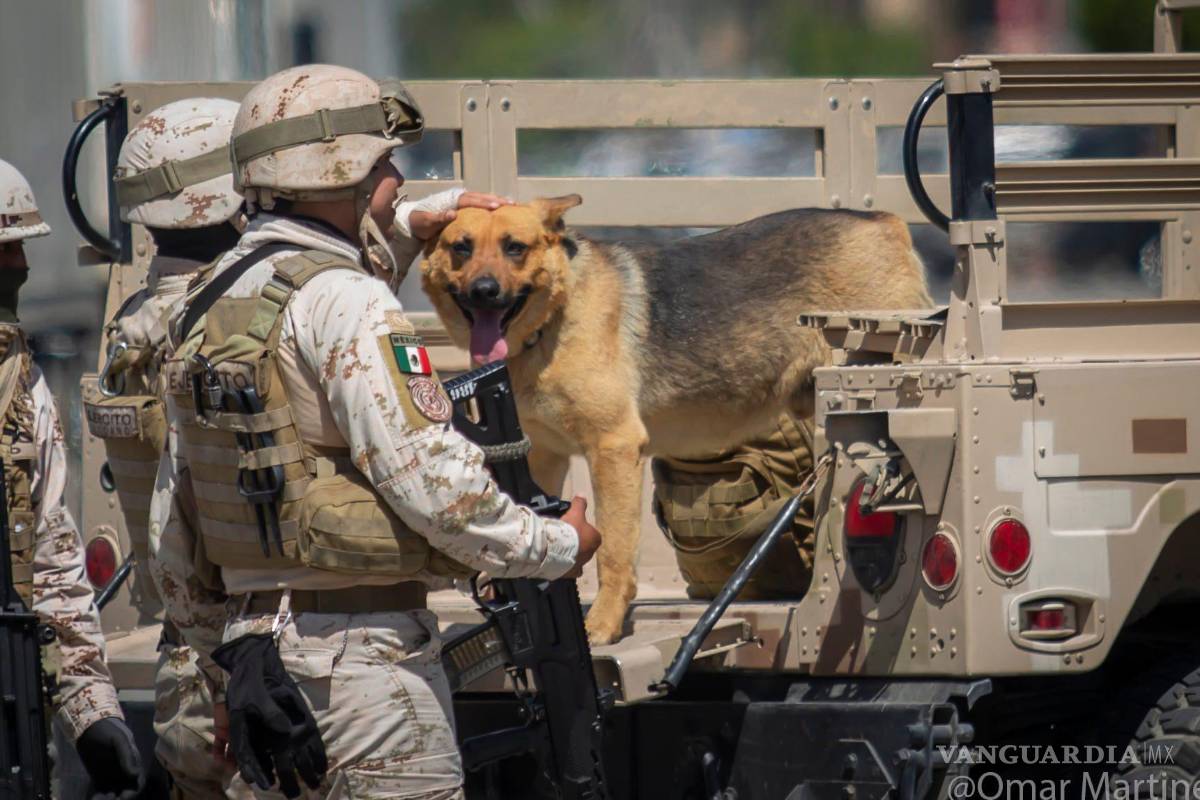 Conoce al ‘lomito’ que cuidaba casa del narcotúnel en Tijuana; soldados se encariñan con él