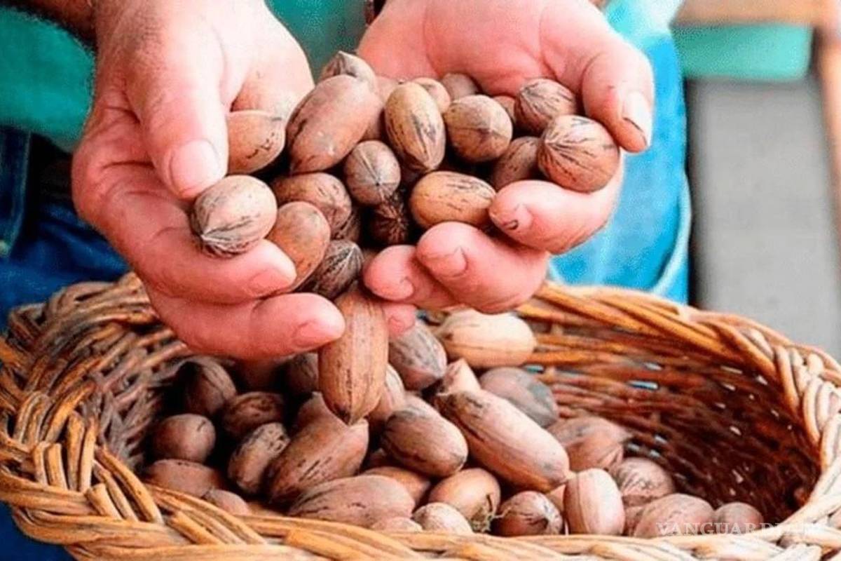 Coahuila: desplome en producción de nuez agrava ‘batalla’ por su comercialización