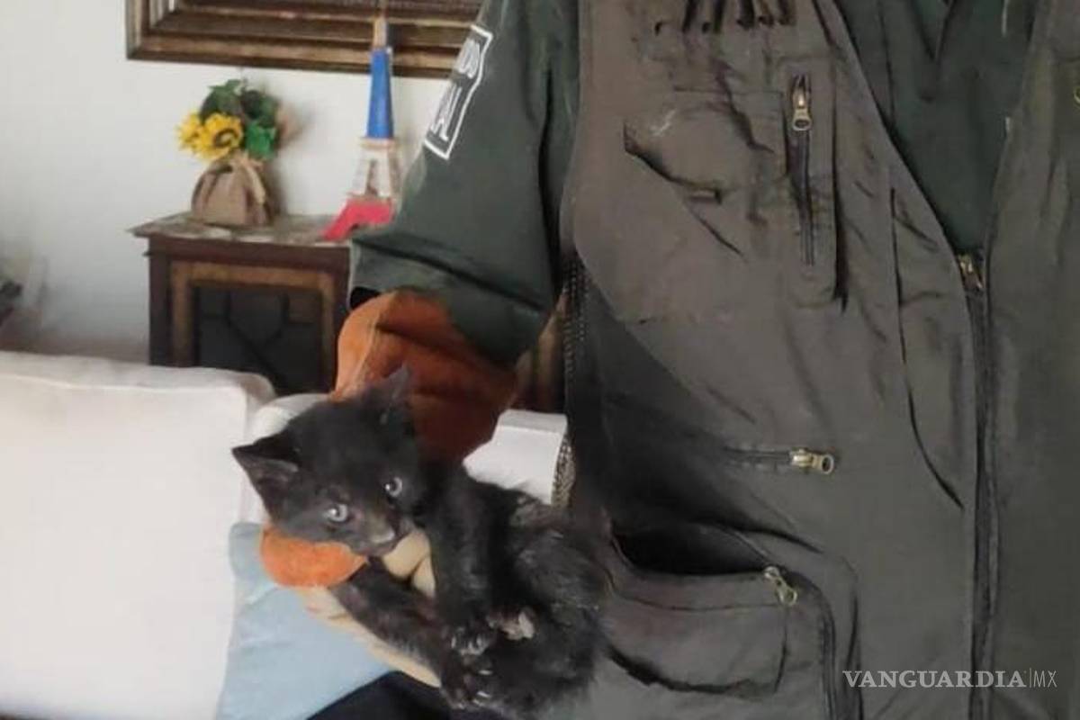 Rescata Policía Ambiental de Saltillo a gatito atrapado en ductos de ventilación de vivienda