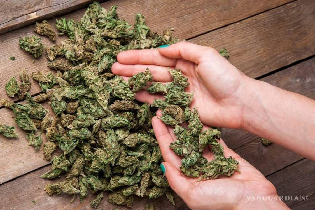 SCJN aprobó dos amparos más para mariguana recreativa